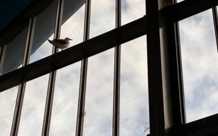 A seagull was trapped in Swansea Market for three days