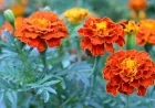 The heat-loving flower that keeps balcony gardens bright all summer